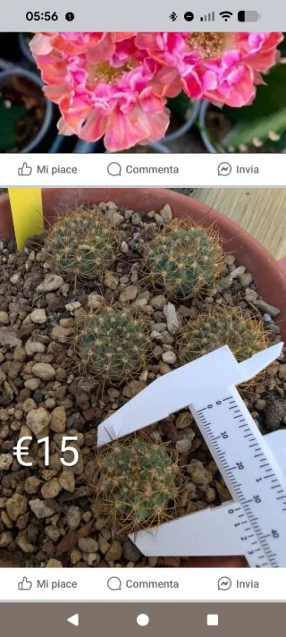 Lobivia Srb05 Fiore Rosa Arancio