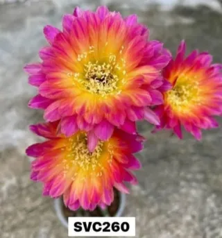 Cactus Lobivia Svc260