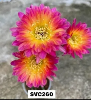 Cactus Lobivia Svc260