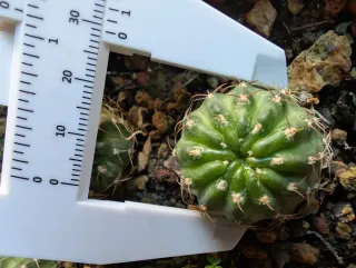 Cactus Lobivia Svc260