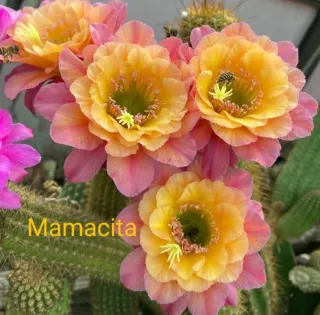 Hildewintera Mamacita