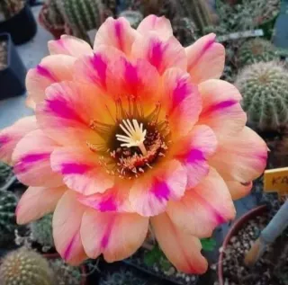 Cactus Trichocereus con striature rosa
