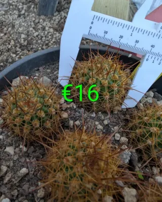 Cactus Trichocereus con striature rosa