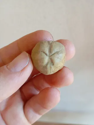 Fósil Erizo de Mar (Echinoid)