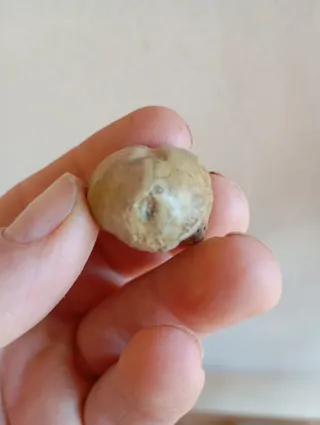 Fósil Erizo de Mar (Echinoid)