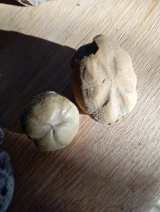 Fósil Erizo de Mar (Echinoid)