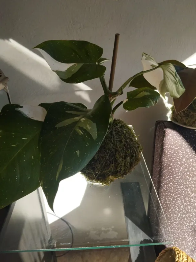 Kokedama Philodendron Baco Princesa