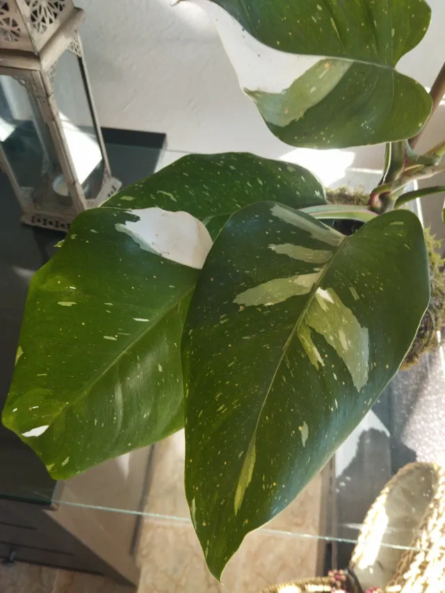 Kokedama Philodendron Baco Princesa