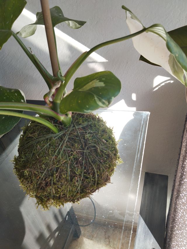 Kokedama Philodendron Baco Princesa