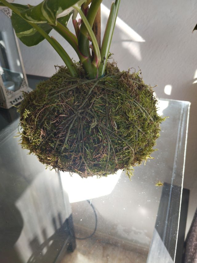 Kokedama Philodendron Baco Princesa
