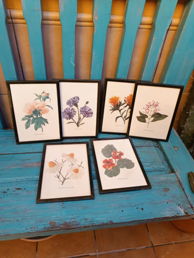 Láminas botánicas enmarcadas (Set de 6)