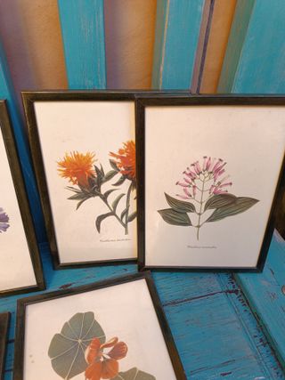 Láminas botánicas enmarcadas (Set de 6)