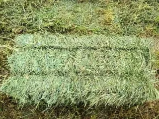 FESTUCA EXTRA BALA 20KG