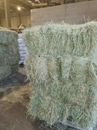 FESTUCA EXTRA BALA 20KG