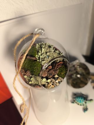Terrario colgante decorativo natural,con musgo