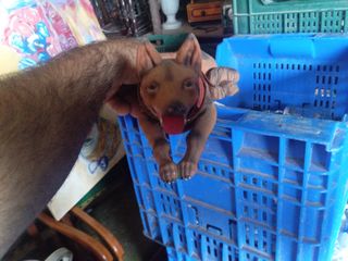 Perro balancín cabeza