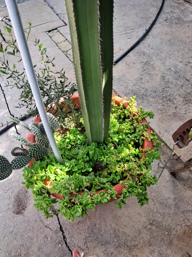 Cactus grande maceta plastico tiene casi 2 metros,