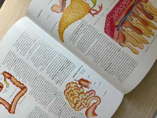 El cuerpo humano