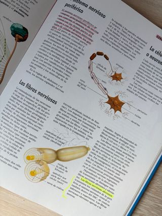 El cuerpo humano