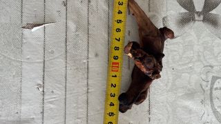 Madera de Manglar para Acuarios