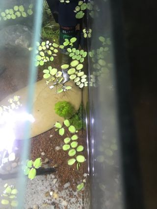 Planta flotante para acuario