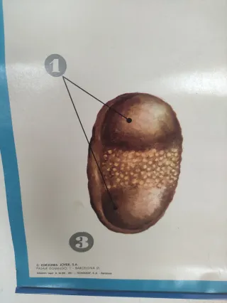 Lámina escolar Botánica Gimnospermas (Pino) 1971