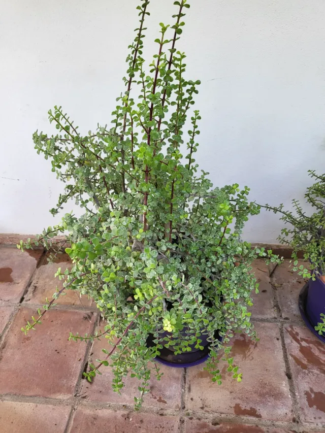 Maceta con planta Portulacaria afra