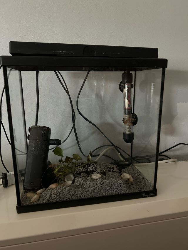 Pecera 15L con accesorios