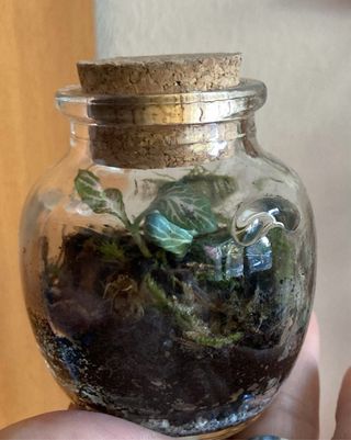 Terrario de plantas tropicales