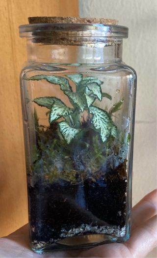 Terrario de plantas tropicales