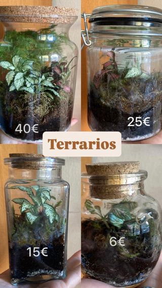 Terrario de plantas tropicales