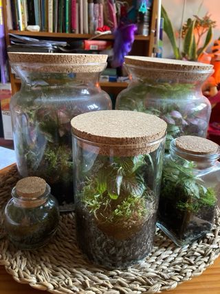 Terrario de plantas tropicales