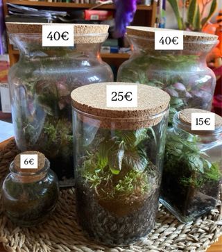 Terrario de plantas tropicales