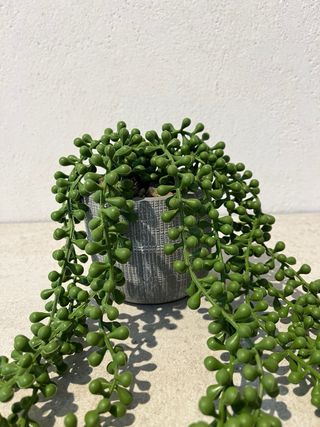 Pianta artificiale Rosario Senecio succulenta