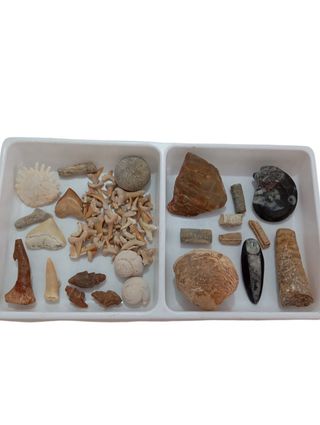 Colección Fósiles  naturales Variados