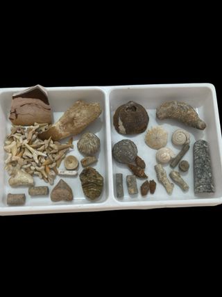 Colección Fósiles Marinos y Más