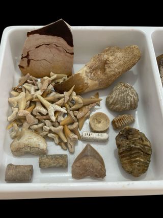 Colección Fósiles Marinos y Más