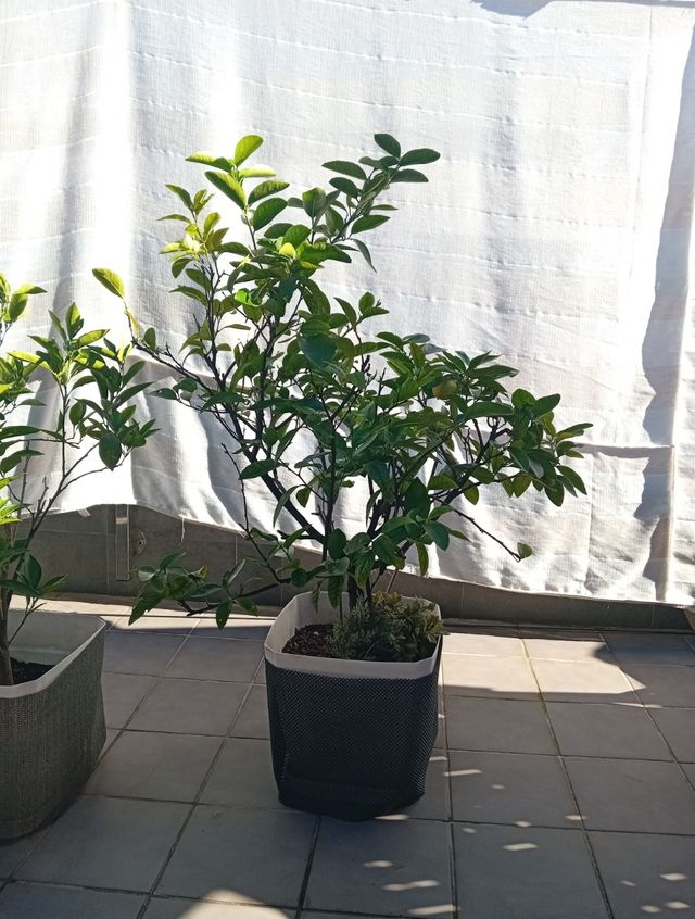 Naranjos y limoneros en maceta