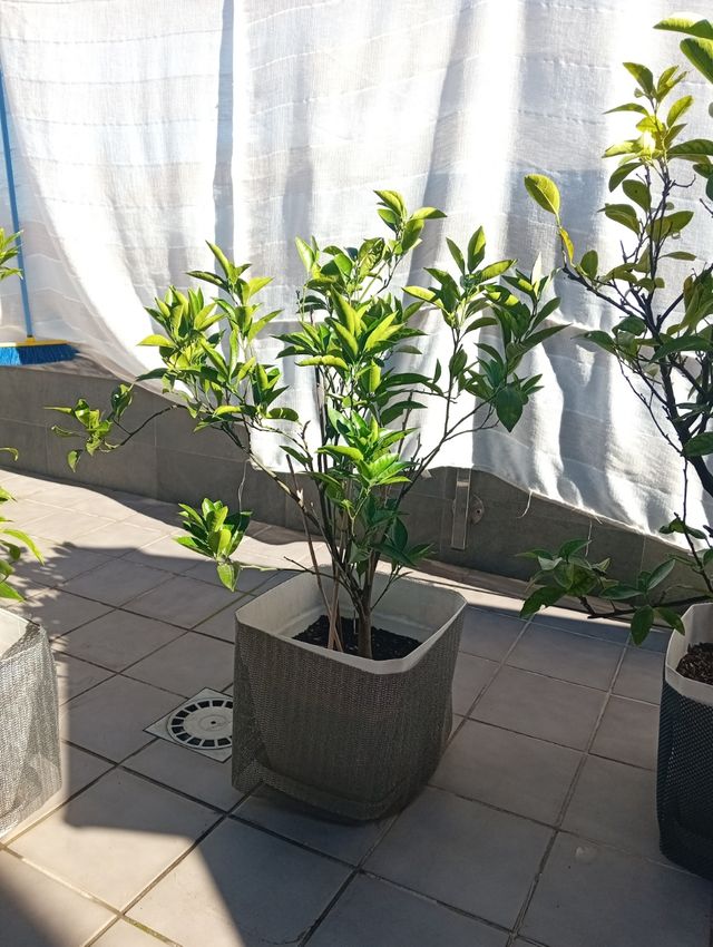 Naranjos y limoneros en maceta