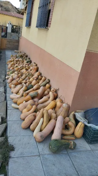 Calabazas ecológicas de temporada
1euro/kg