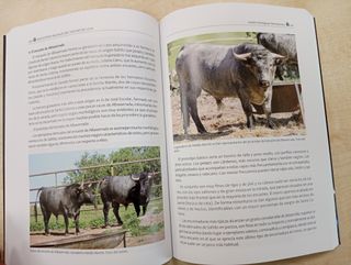 ENTRE CAMPOS Y RUEDOS ( 30 AÑOS DESPUÉS)