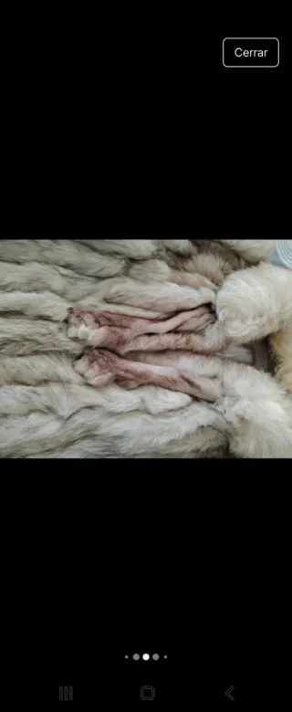 Abrigo de pelo de zorro.es talla 38.pequeñito