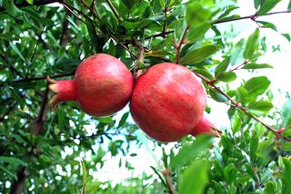 Nikon D60 Fotocamera Reflex Digitale con accessori