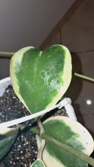 Hoya Kerrii mis. XL Variegata yellow splash