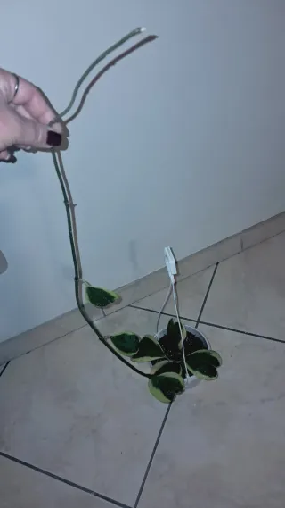 Hoya Kerrii mis. XL Variegata yellow splash