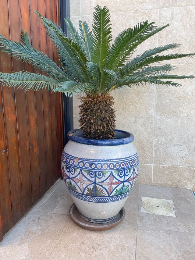 Macetero grande con Cyca Revoluta