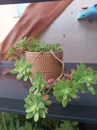 Planta suculenta en maceta