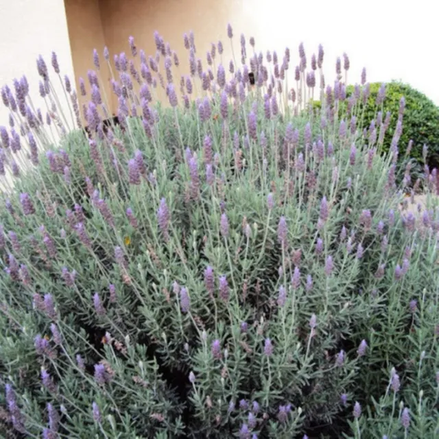 Semillas de Lavanda, lavanda aromática, plantas