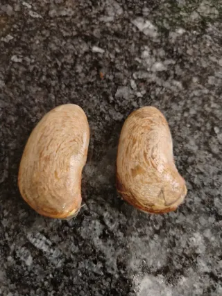 Semillas de mango germinables