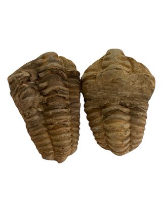 Fósil Trilobites Calymene Natural